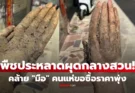 ชาวสวนผงะ! ขุดเจอของประหลาดเหมือน “มือมนุษย์” ที่แท้พืชหายาก คนแห่ขอซื้อจนราคาพุ่ง แต่ไม่ขาย