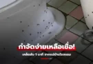 กราบเคล็ดลับ! แม่บ้านโรงแรม สอนกำจัด “แมลงหวี่” ในห้องส้วม ที่แท้ทำง่ายใน 1 นาที