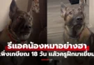 เอ็นดู! “สุนัขตำรวจ” เพิ่งเกษียณได้ 18 วัน รีแอคชัดมากตอนครูฝึกมาเยี่ยม (มีคลิป)